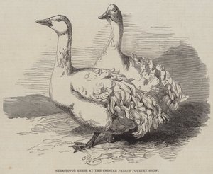 Gansos de Sebastopol en la Exposición Avícola del Crystal Palace